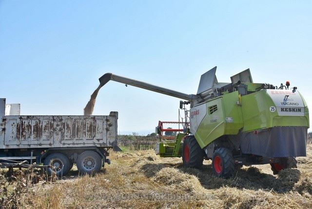 AKHİSAR’DA 10 BİN YILLIK ATA TOHUMU KARAKILÇIK BUĞDAYI HASADI YAPILDI  