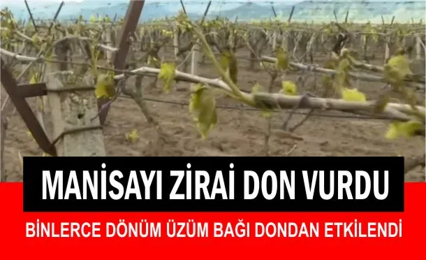 MANİSAYI ZİRAİ DON VURDU
