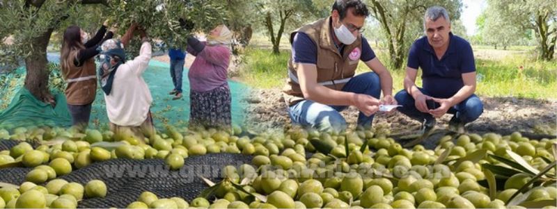 Akhisar’ın Binlerce Yıllık Geleneği Zeytin Hasadı Başladı