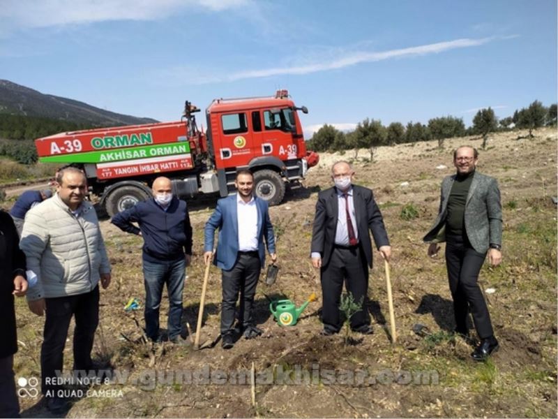 ZEYTİNİN BAŞKENTİ AKHİSAR’a 11 000 yeni zeytin ağacı daha